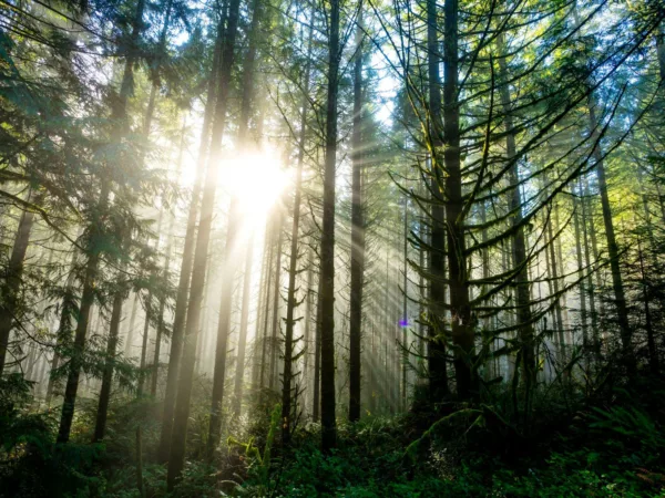 Forest with Sunlight Coming Through