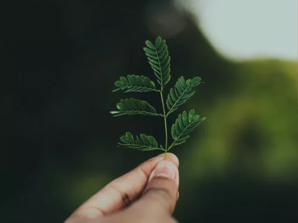 A hand holds a delicate tree leaf while outside in nature