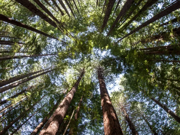 Camera looks directly up into tall trees, with blue sky peaking through.